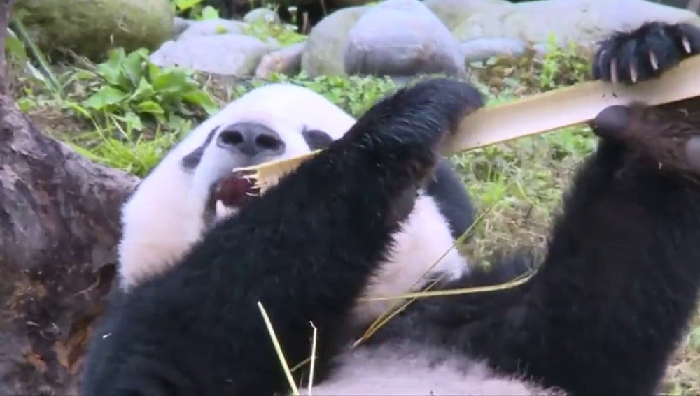 Frame 4.307592 de: El panda gigante Bao Bao comienza su nueva vida en China sin problemas
