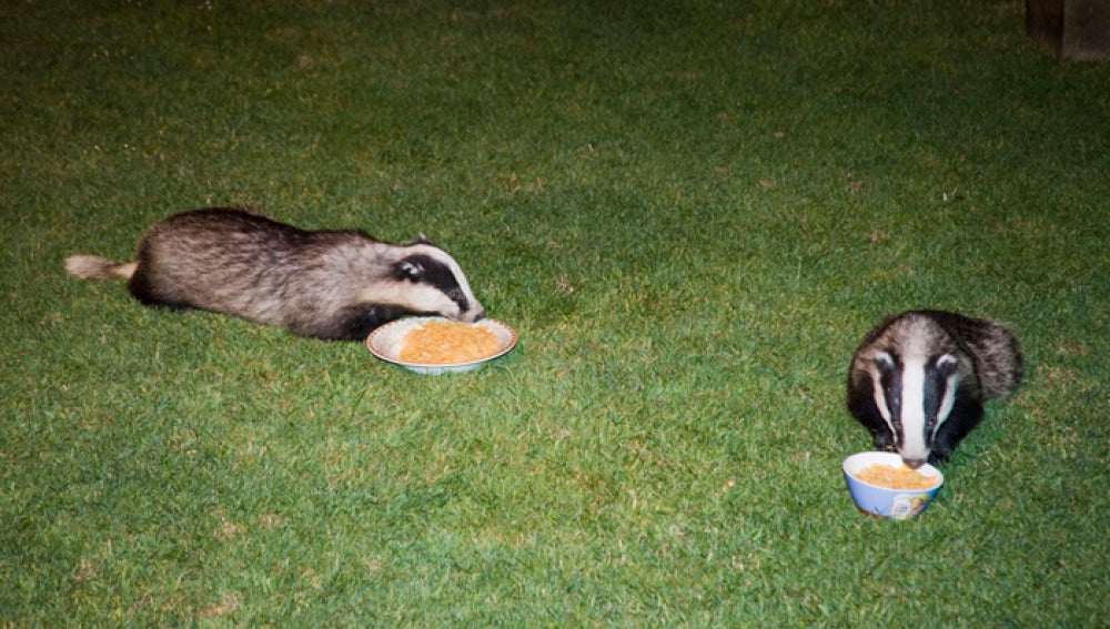 Tejones comiendo cereales.