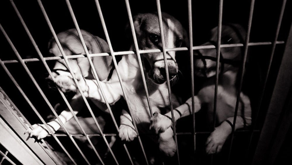 Varios de los perros robados