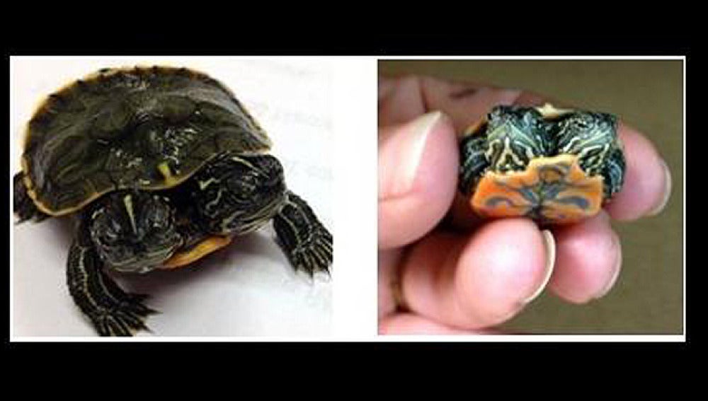 La tortuga de dos cabezas del museo Ripley's Believe It or Not!