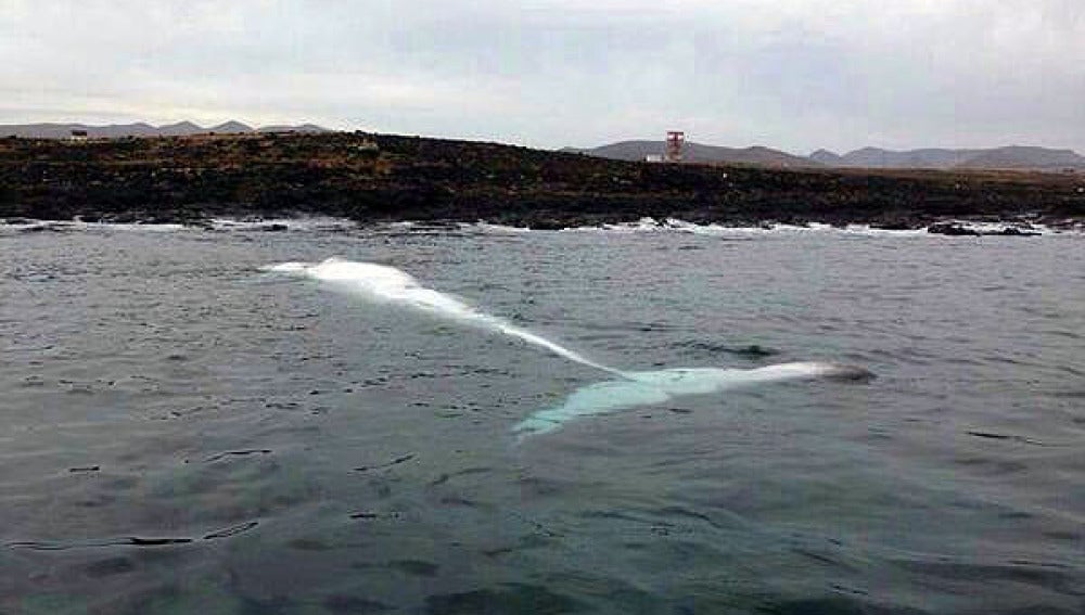 La ballena aparecida en Fuerteventura