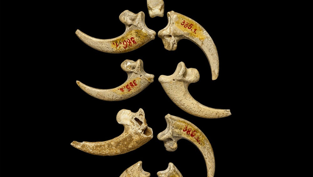 Las garras fósiles del gran águila