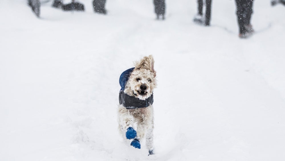 Un perro corre por las calles de Rockville, en Washington