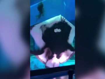 Una raya devora a un calamar en un acuario Una raya devora a un calamar en un acuario