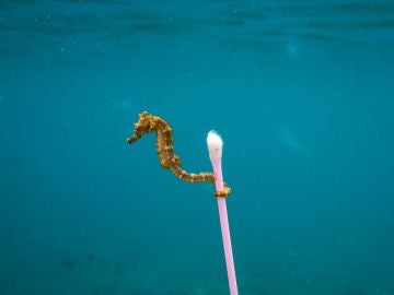 Un caballito de mar con un algodoncillo Un caballito de mar con un algodoncillo