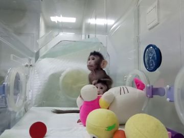 Nacen los primeros monos clonados con la misma técnica de la oveja Dolly