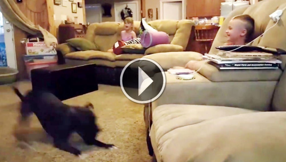 pit-bull-dog-gets-the-zoomies-and-makes-the-kids-laugh-hysterically.jpg