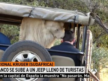 Un león blanco se sube al coche de los turistas en Sudáfrica