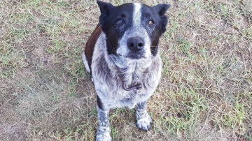 Max se convirtió en un héroe Max se convirtió en un héroe