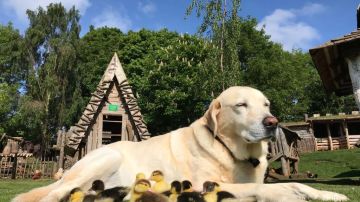 Fred y sus patitos Fred y sus patitos