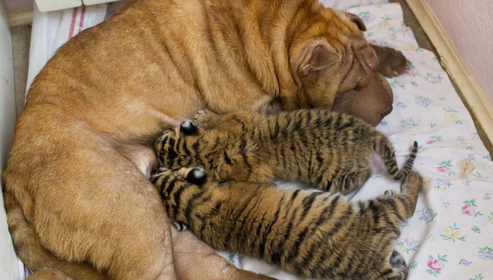 Los tigres con su madre adoptiva