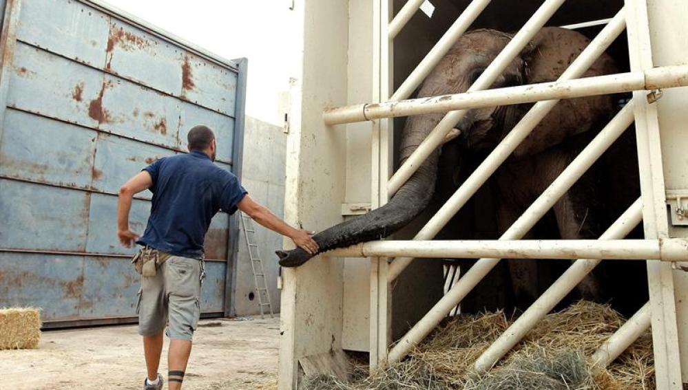 La elefanta 'Greta' con un cuidador