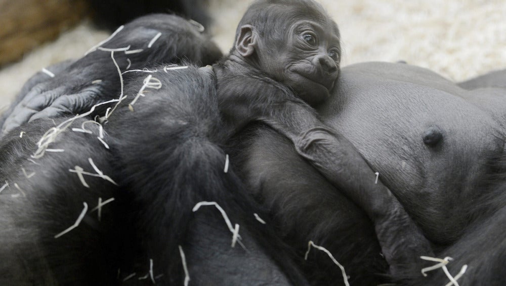 Una cría de gorila de lomo plateado, nuevo miembro del zoo de Praga