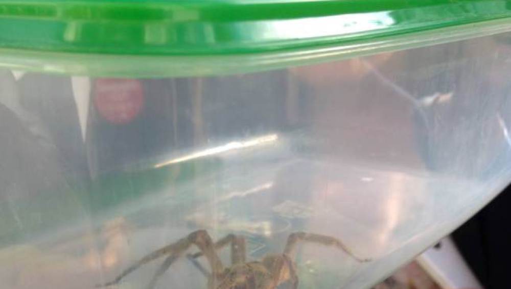 La araña más venenosa del mundo, capturada