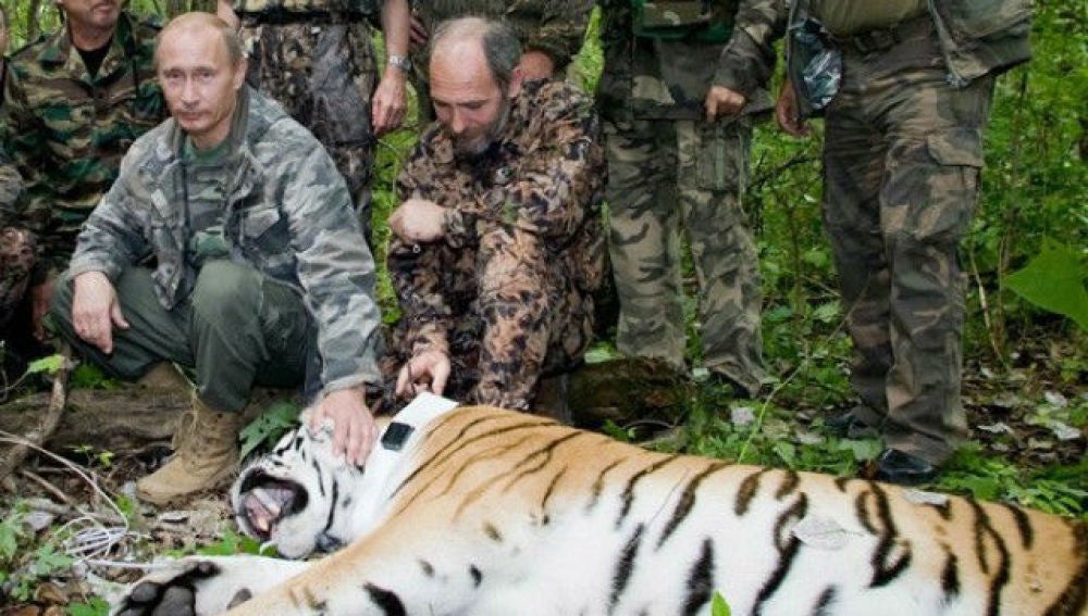Putin junto a un tigre en una zona de Siberia