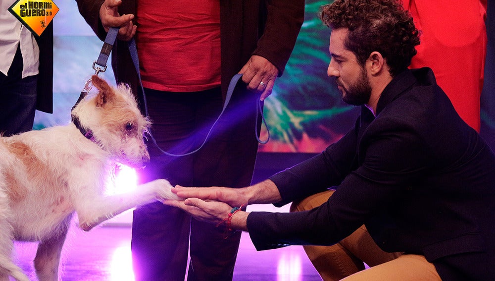 David Bisbal y el perro Frodo en El Hormiguero 3.0