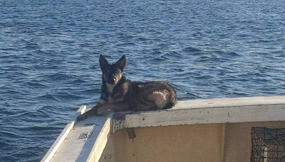 Luna, en el barco pesquero de su dueño