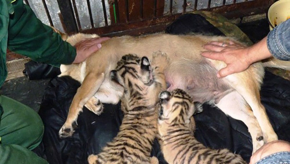 Una perra amamanta a dos cachorros tigre