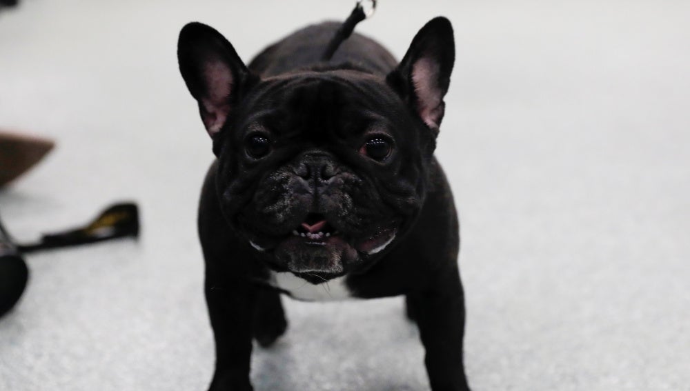Imagen de un bulldog francés