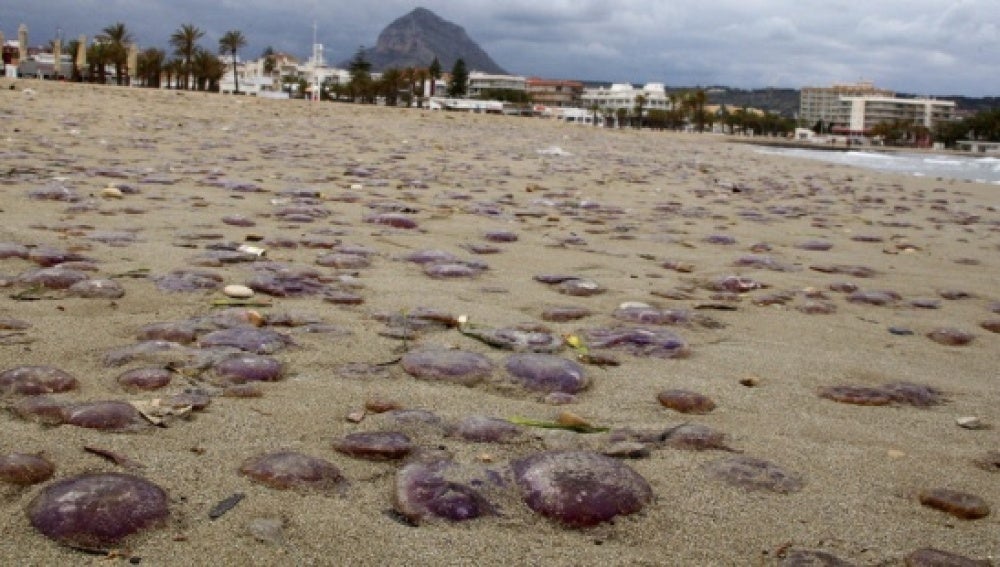 Medusas en la playa imagen de archivo. Imagen de cubo 50 Medusas en la playa imagen de archivo. Imagen de cubo 65