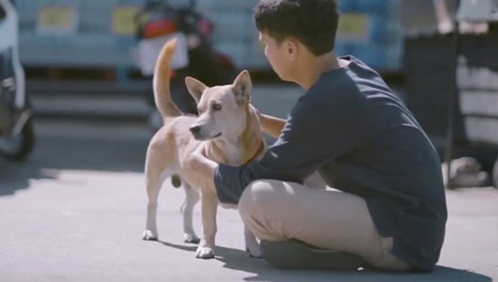 perroscalletailandia.jpg