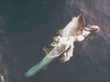 Captan por primera vez imágenes de ballenas alimentándose en la costa de Garraf