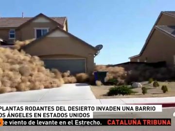 PLANTAS RODANTES PLANTAS RODANTES