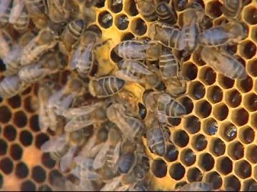 Un matrimonio octogenario, en estado grave tras recibir más de 2.000 picaduras de abejas en Ávila Un matrimonio octogenario, en estado grave tras recibir más de 2.000 picaduras de abejas en Ávila