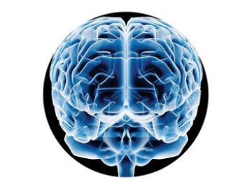 Cerebro humano