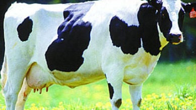 Los ganaderos gallegos no pueden sufragar los gastos de veterinarios
