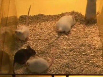 Ratones nacidos de células de la piel