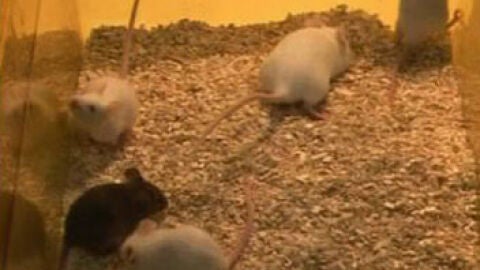 Ratones nacidos de c&eacute;lulas de la piel