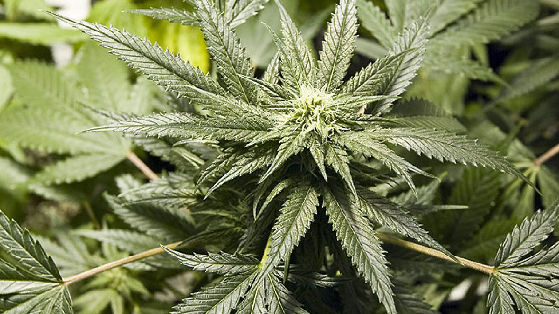 Rasquera cobrar&aacute; los primeros 30.000 por la plantaci&oacute;n de cannabis
