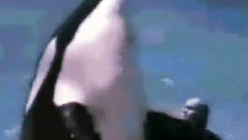 Ataque de una orca en parque acuático