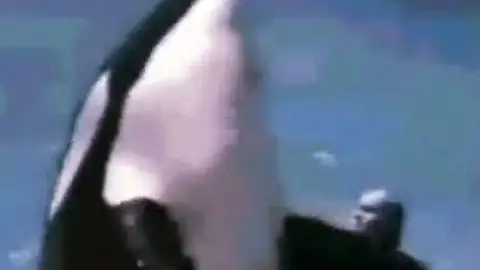 Ataque de una orca en parque acuático Ataque de una orca en parque acuático