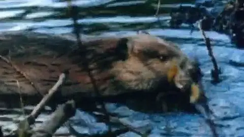 Una gran presa construida por castores Una gran presa construida por castores