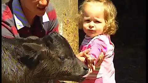 Got, el toro clonado Got, el toro clonado