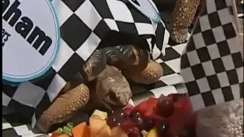 Carrera de Tortugas Carrera de Tortugas