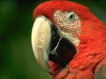 Lluvia de loros borrachos Lluvia de loros borrachos