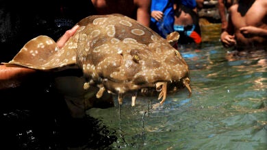 Los peces más 'feos' tienen un esperma de mejor calidad