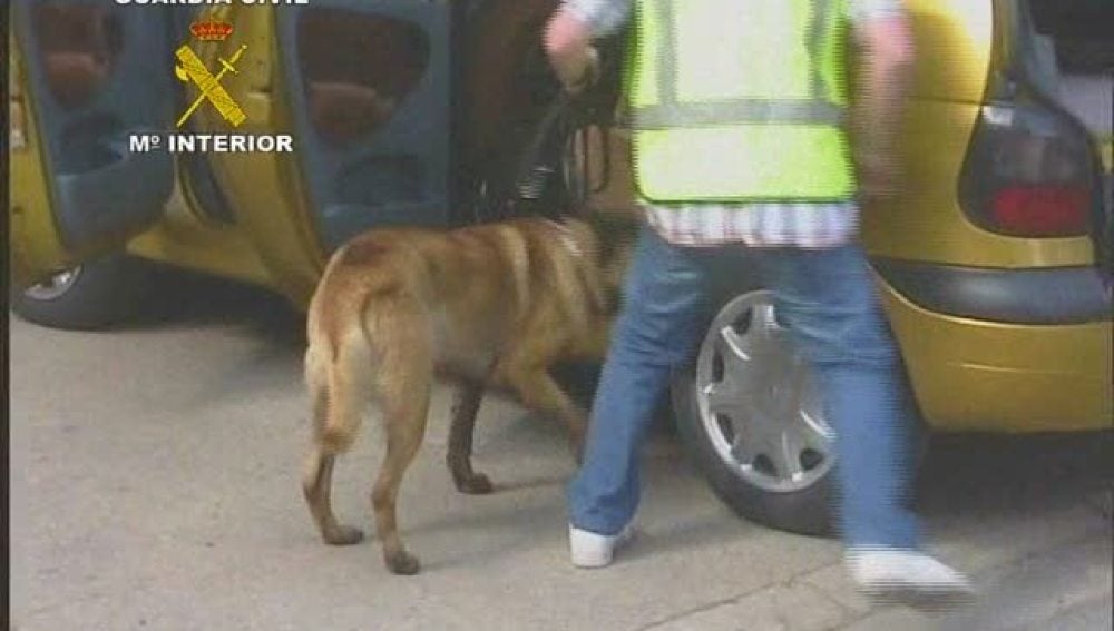 Un perro busca droga en el interior de un vehículo