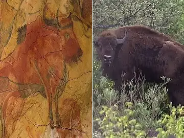 Los bisontes regresan a España Los bisontes regresan a España