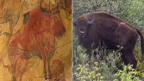 Los bisontes regresan a Espa&ntilde;a