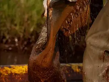 Un pelícano afectado por el vertido Un pelícano afectado por el vertido