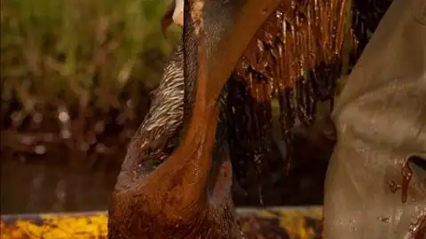 Un pelícano afectado por el vertido Un pelícano afectado por el vertido