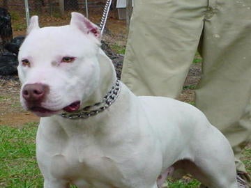 Imagen de archivo de un pitbull