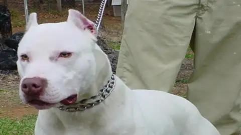 Imagen de archivo de un pitbull Los pitbull, considerados una raza peligrosa
