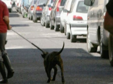 Aislan al pitbull que mató al niño de tres años 