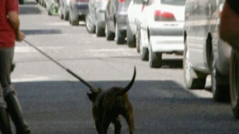 Aislan al pitbull que mat&oacute; al ni&ntilde;o de tres a&ntilde;os 