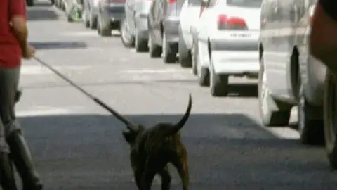 Aislan al pitbull que mató al niño de tres años Aislan al pitbull que mató al niño de tres años